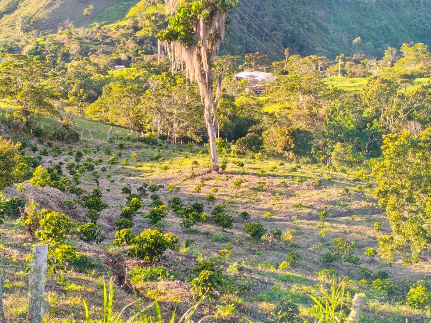 Ladera de la finca en Suaita al atardecer, con cafetos y la casa al fondo