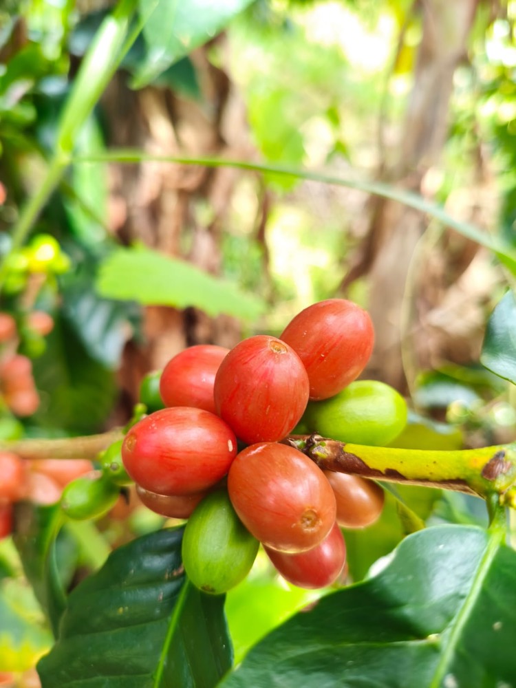 Racimo de cerezas de café anaranjadas y rosadas