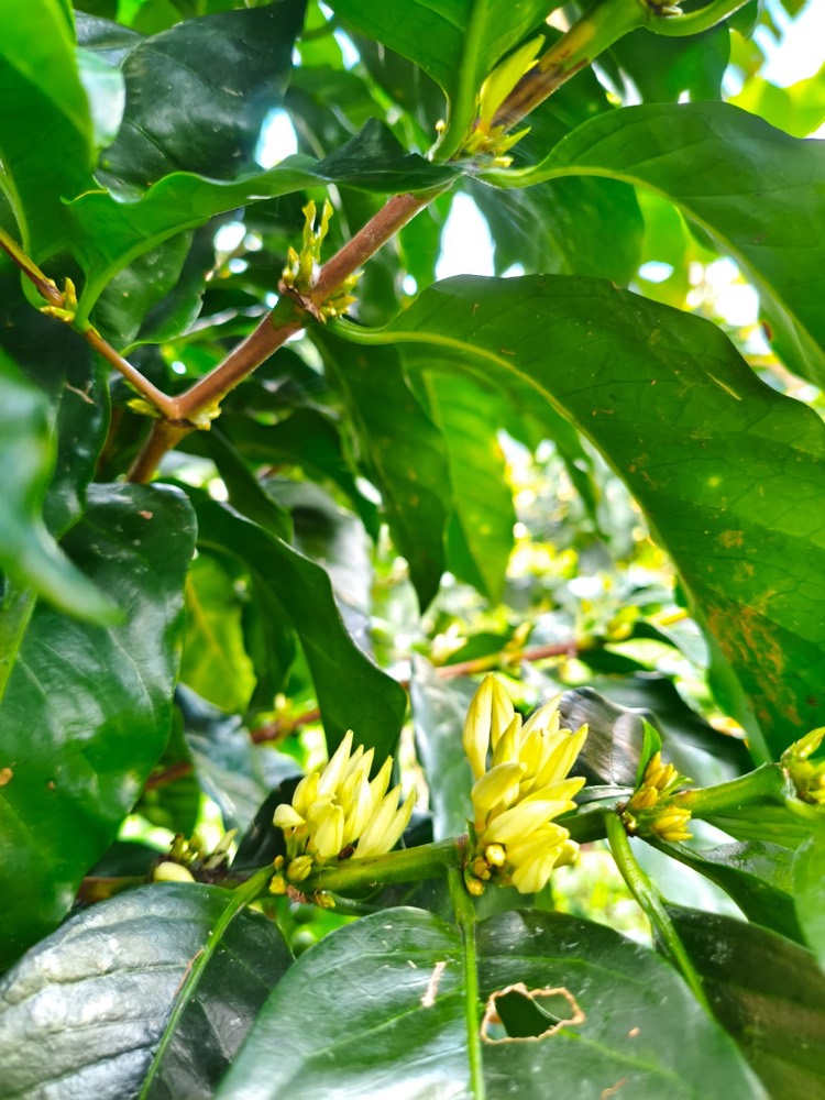Flores de café en la rama