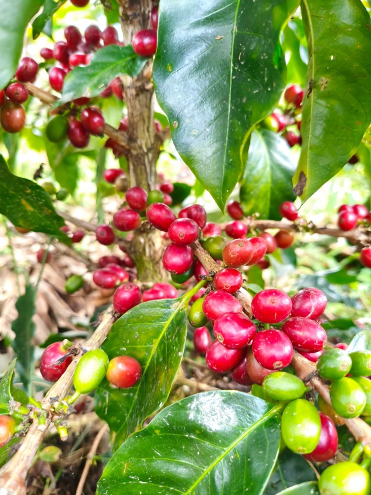 Cerezas de café rojas maduras en la rama